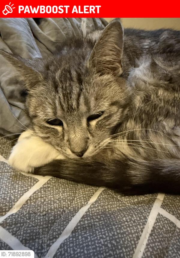Lost Female Cat last seen Near Dreher avenue , Hamilton Township, PA 18360