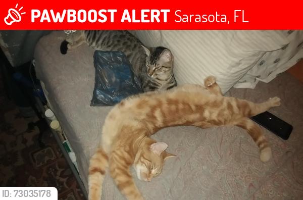 Lost Male Cat last seen Near 8th St Sarasota Florida 34237, Sarasota, FL 34237