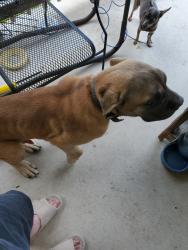Found/Stray Male Dog last seen Hummingbird and Starling Creek, New Braunfels, TX 78130
