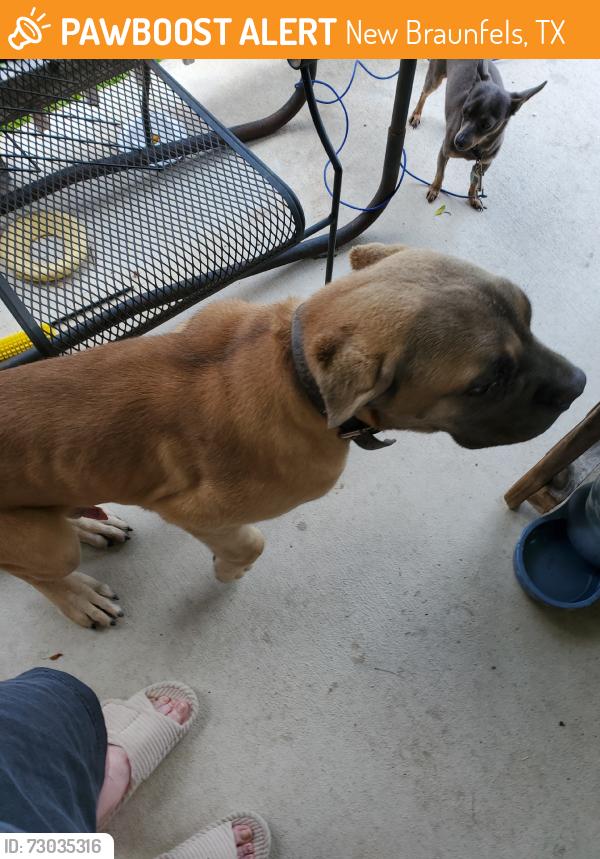 Found/Stray Male Dog last seen Hummingbird and Starling Creek, New Braunfels, TX 78130