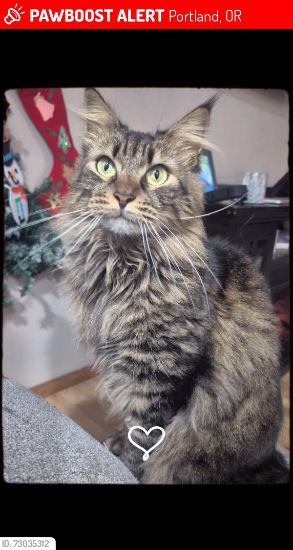 Lost Female Cat last seen 151st stark, Portland, OR 97233