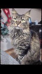 Lost Female Cat last seen 151st stark, Portland, OR 97233