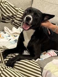 Found/Stray Female Dog last seen Dairy Ashford St, Houston, TX 77079, Houston, TX 77079