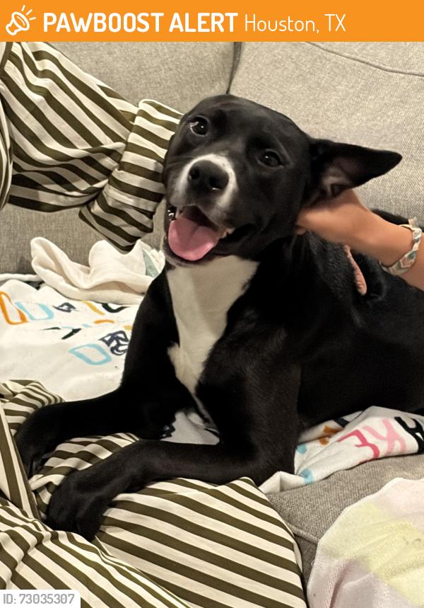 Found/Stray Female Dog last seen Dairy Ashford St, Houston, TX 77079, Houston, TX 77079
