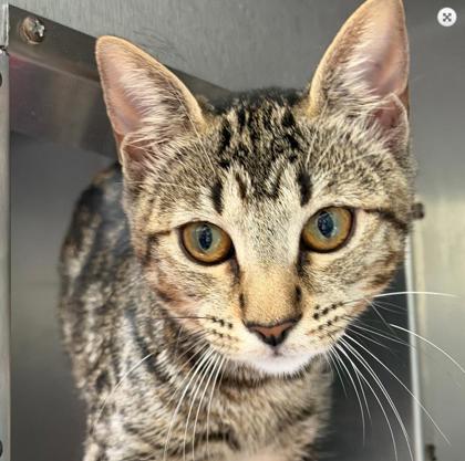 Shelter Stray Female Cat last seen , , CA, 1101 29th Ave, Oakland, CA 94601, USA