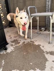 Found/Stray Male Dog last seen Lagoon&E st, Los Angeles, CA 90744