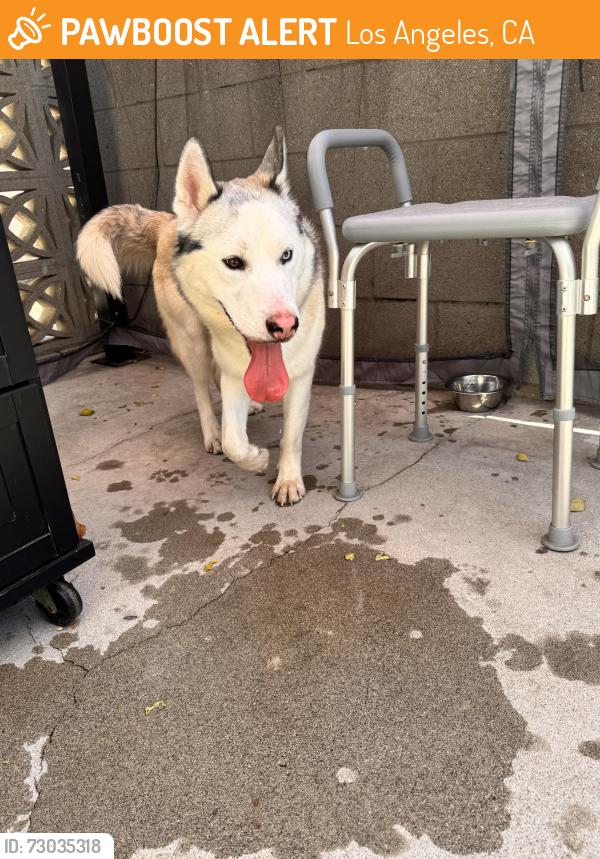 Found/Stray Male Dog last seen Lagoon&E st, Los Angeles, CA 90744