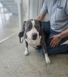 Shelter Stray Male Dog last seen Keith Dr and Sourwood Rd, North District, TX, 355 Hillshire Dr, Haslet, TX 76052, USA