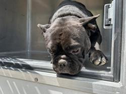 Shelter Stray Male Dog last seen Near SELK AVE, Central District, TX, 355 Hillshire Dr, Haslet, TX 76052, USA