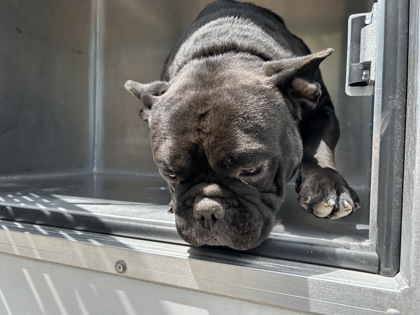 Shelter Stray Male Dog last seen Near SELK AVE, Central District, TX, 355 Hillshire Dr, Haslet, TX 76052, USA
