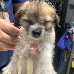 Shelter Stray Male Dog last seen Near WILLOW SPRINGS LN, East District, TX, 355 Hillshire Dr, Haslet, TX 76052, USA