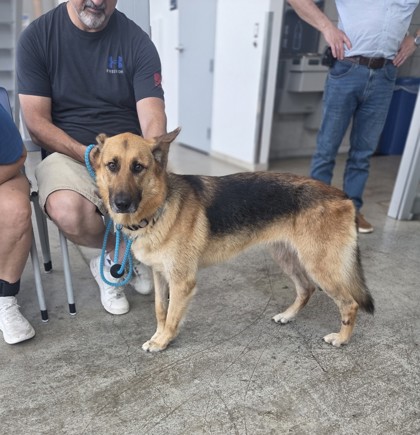 Shelter Stray Female Dog last seen Near N Normandale St, West District, TX, 355 Hillshire Dr, Haslet, TX 76052, USA