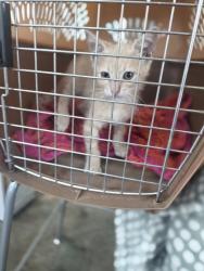Shelter Stray Male Cat last seen Near Horace Ave, North District, TX, 355 Hillshire Dr, Haslet, TX 76052, USA