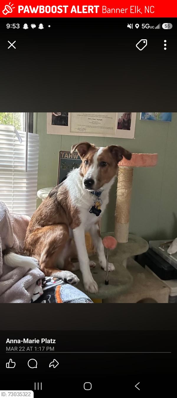 Lost Male Dog last seen Silver springs beech mountain, Banner Elk, NC 28604