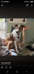 Lost Male Dog last seen Silver springs beech mountain, Banner Elk, NC 28604