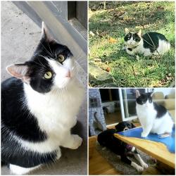 Lost Female Cat last seen Woodruff St. Near Ream Pool, Pittsburgh, PA 15211