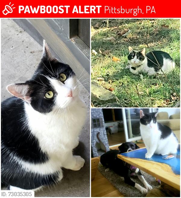 Lost Female Cat last seen Woodruff St. Near Ream Pool, Pittsburgh, PA 15211