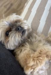 Lost Female Dog last seen Around the Camarillo river bed, Camarillo, CA 93012