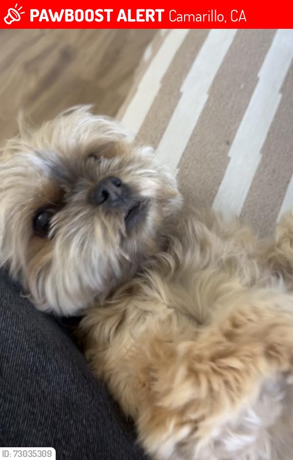 Lost Female Dog last seen Around the Camarillo river bed, Camarillo, CA 93012