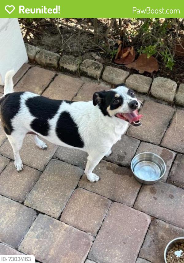 Reunited Female Dog last seen PGA and Prosperity Farms area, Palm Beach Gardens, FL 33410