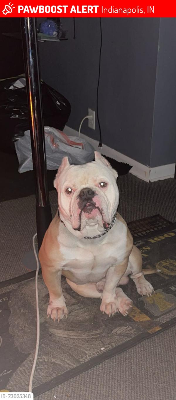 Lost Male Dog last seen Near Kentucky ave , Indianapolis, IN 46221