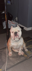 Lost Male Dog last seen Near Kentucky ave , Indianapolis, IN 46221