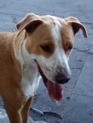 Lost Male Dog last seen Sahara & Durango, Spring Valley, NV 89117