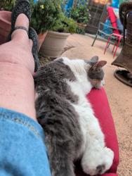 Found/Stray Unknown Cat last seen Pima Country Club, Tucson, AZ 85749
