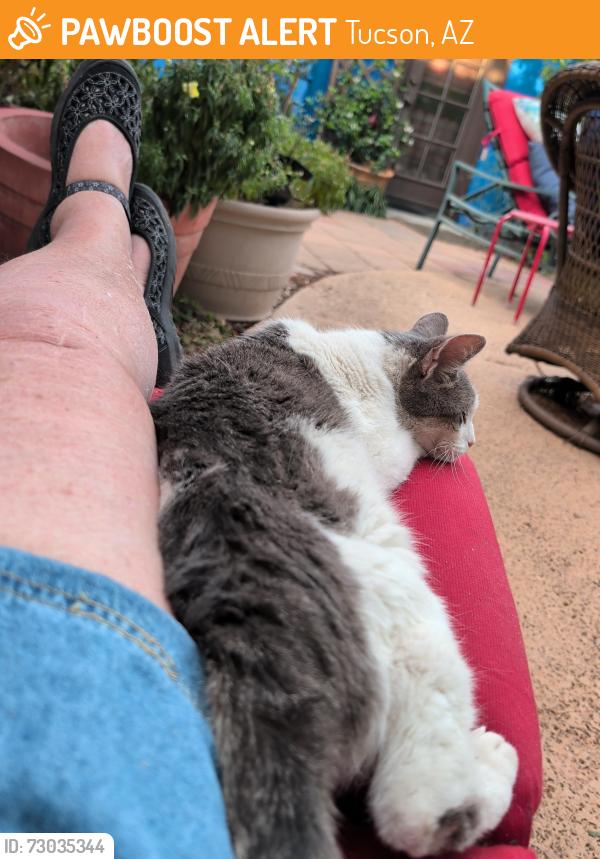 Found/Stray Unknown Cat last seen Pima Country Club, Tucson, AZ 85749