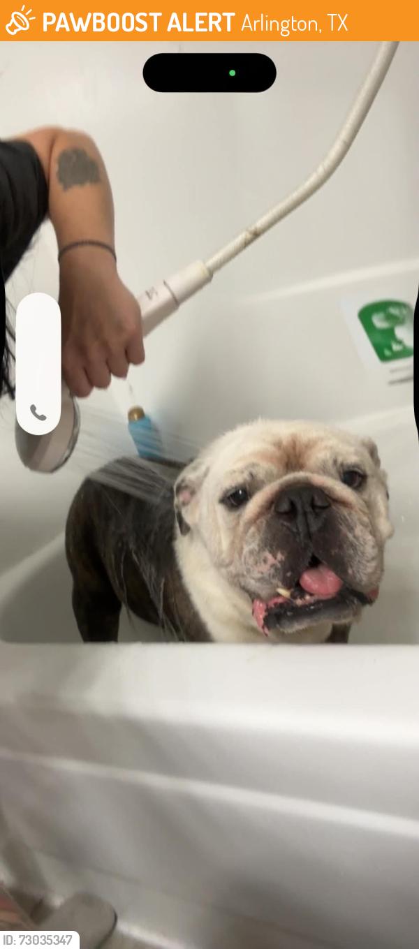 Found/Stray Male Dog last seen Near and arkansas lane, Arlington, TX 76012