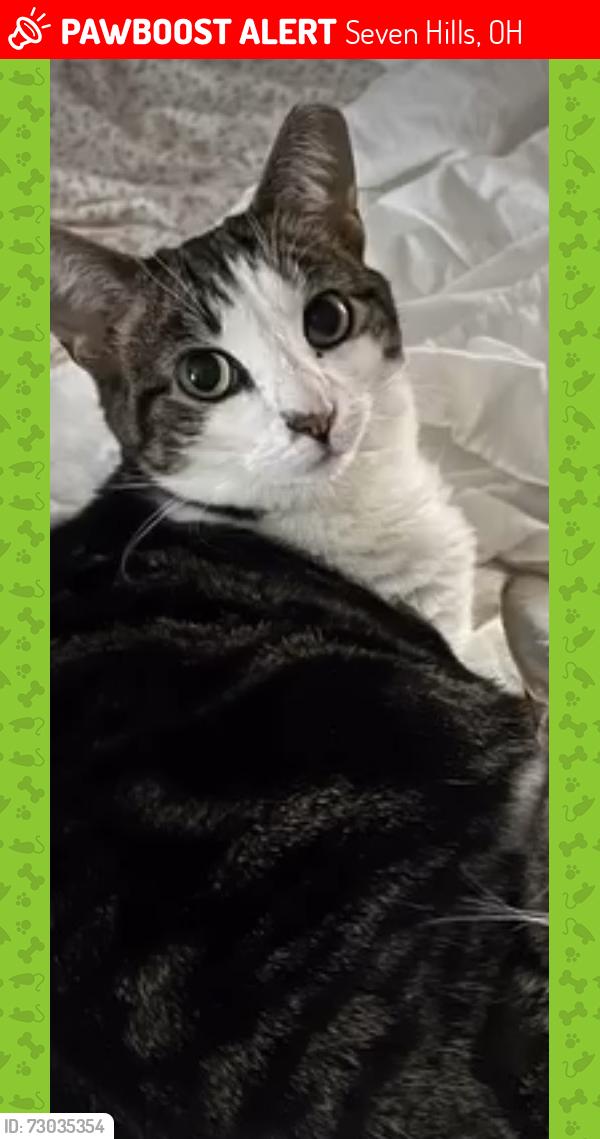 Lost Female Cat last seen Donna Rae, Seven Hills, OH 44131