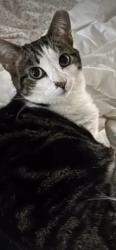 Lost Female Cat last seen Donna Rae, Seven Hills, OH 44131