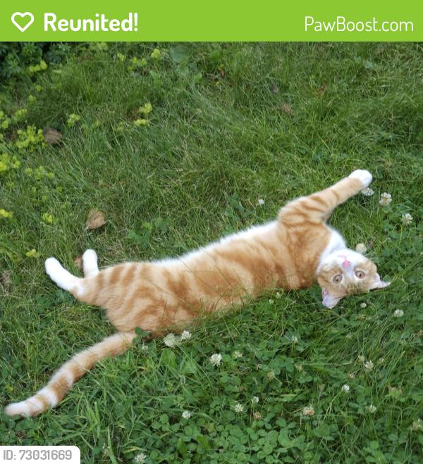 Reunited Male Cat last seen Roosevelt Ave. & West Market St, York, PA 17401