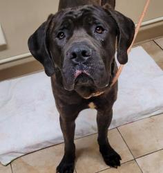 Shelter Stray Male Dog last seen Gresham, GRESHAM, OR, 97030, 1700 W Historic Columbia River Hwy, Troutdale, OR 97060, USA