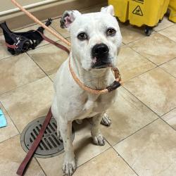 Shelter Stray Female Dog last seen SE 122nd and Powell, PORTLAND, OR, 97236, 1700 W Historic Columbia River Hwy, Troutdale, OR 97060, USA
