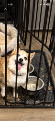 Lost Female Dog last seen Near Gold Rush Ave Odessa Tx 79765, Odessa, TX 79762