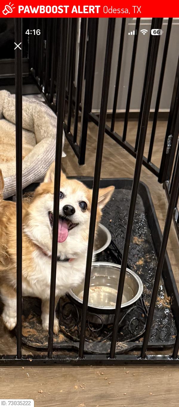 Lost Female Dog last seen Near Gold Rush Ave Odessa Tx 79765, Odessa, TX 79762