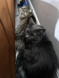 Lost Male Cat last seen sw 2nd st, Boca Raton, FL 33428