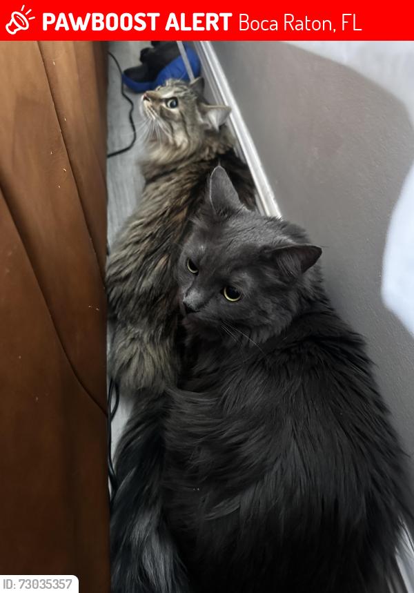 Lost Male Cat last seen sw 2nd st, Boca Raton, FL 33428