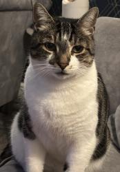 Reunited Male Cat last seen  cranes park road , Sheldon, Birmingham, West Midlands, England B26 3ST