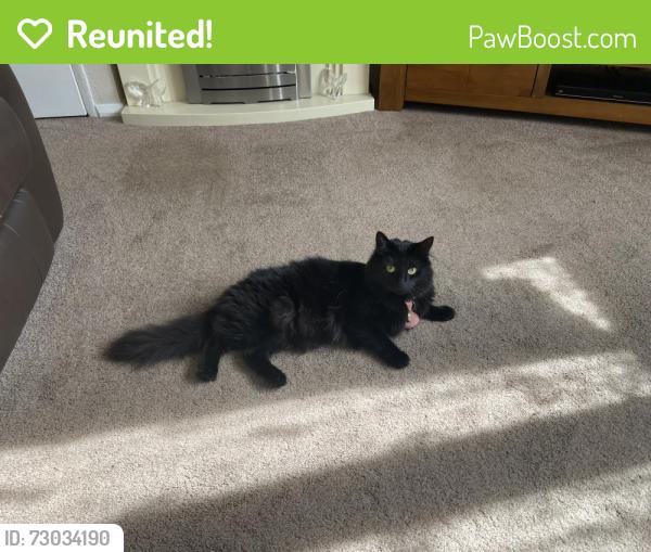 Reunited Female Cat last seen Near Butterfield Lane, St.Albans,AL1 2SQ, Hertfordshire, England AL1 2HJ