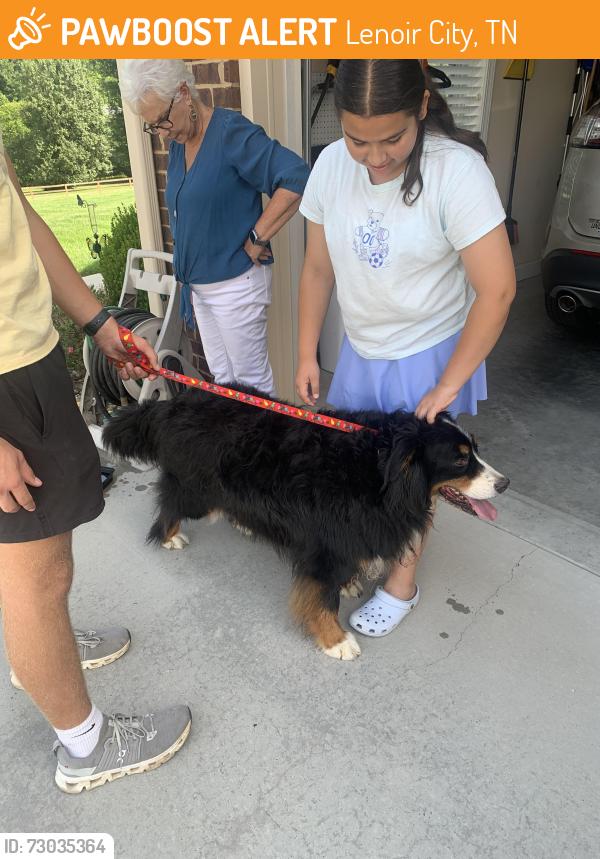 Found/Stray Female Dog last seen Near near Loudon dam , Lenoir City, TN 37772