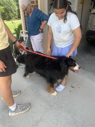 Found/Stray Female Dog last seen Near near Loudon dam , Lenoir City, TN 37772