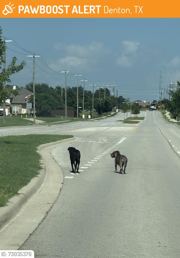 Found/Stray Unknown Dog last seen Livingston drive, Denton, TX 75065