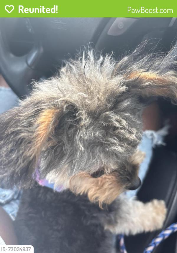 Reunited Female Dog last seen Hamilton and Grant, Cincinnati, OH 45231