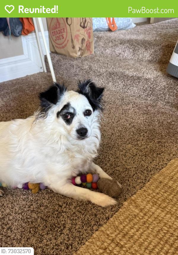 Reunited Female Dog last seen Bushard /  Ellis , Fountain Valley, CA 92708