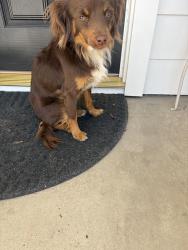 Found/Stray Unknown Dog last seen Hammer Lane and Lorraine Ave , Stockton, CA 95210