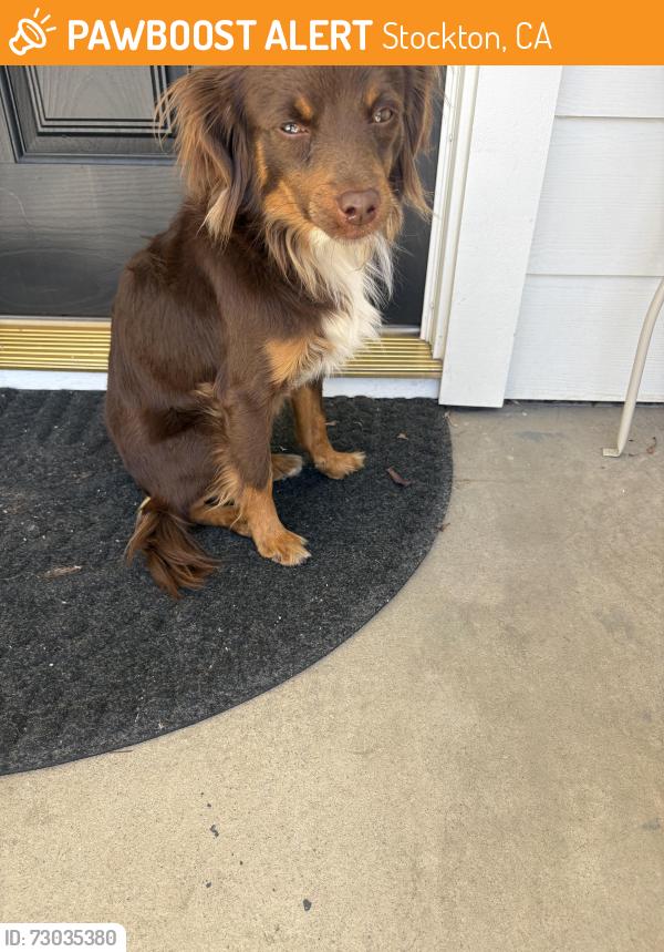 Found/Stray Unknown Dog last seen Hammer Lane and Lorraine Ave , Stockton, CA 95210