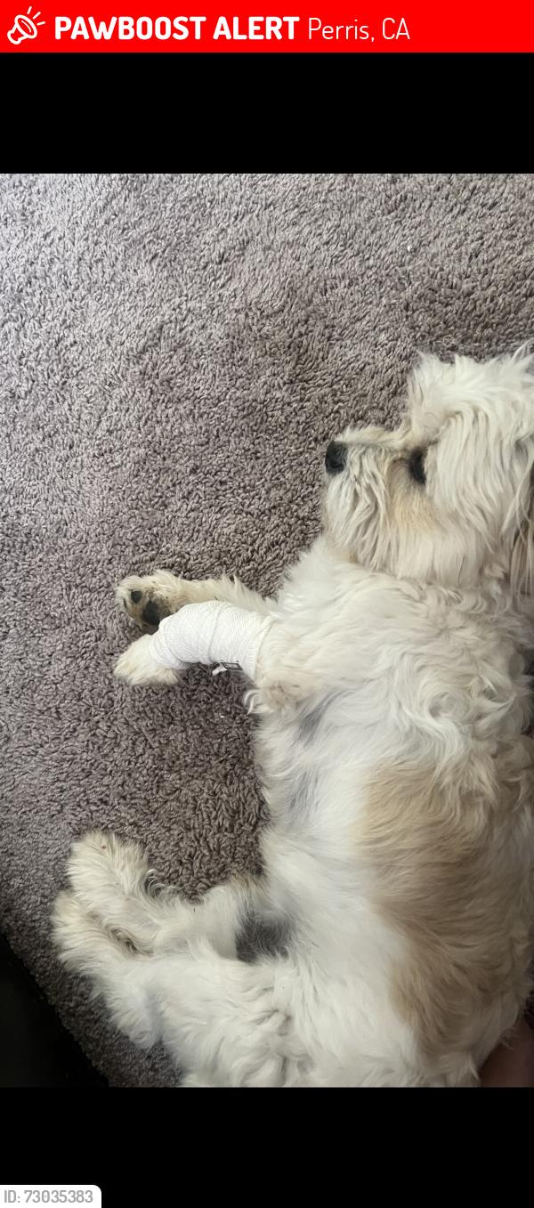 Lost Male Dog last seen Redlands and Jarvis st, Perris, CA 92571