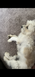 Lost Male Dog last seen Redlands and Jarvis st, Perris, CA 92571